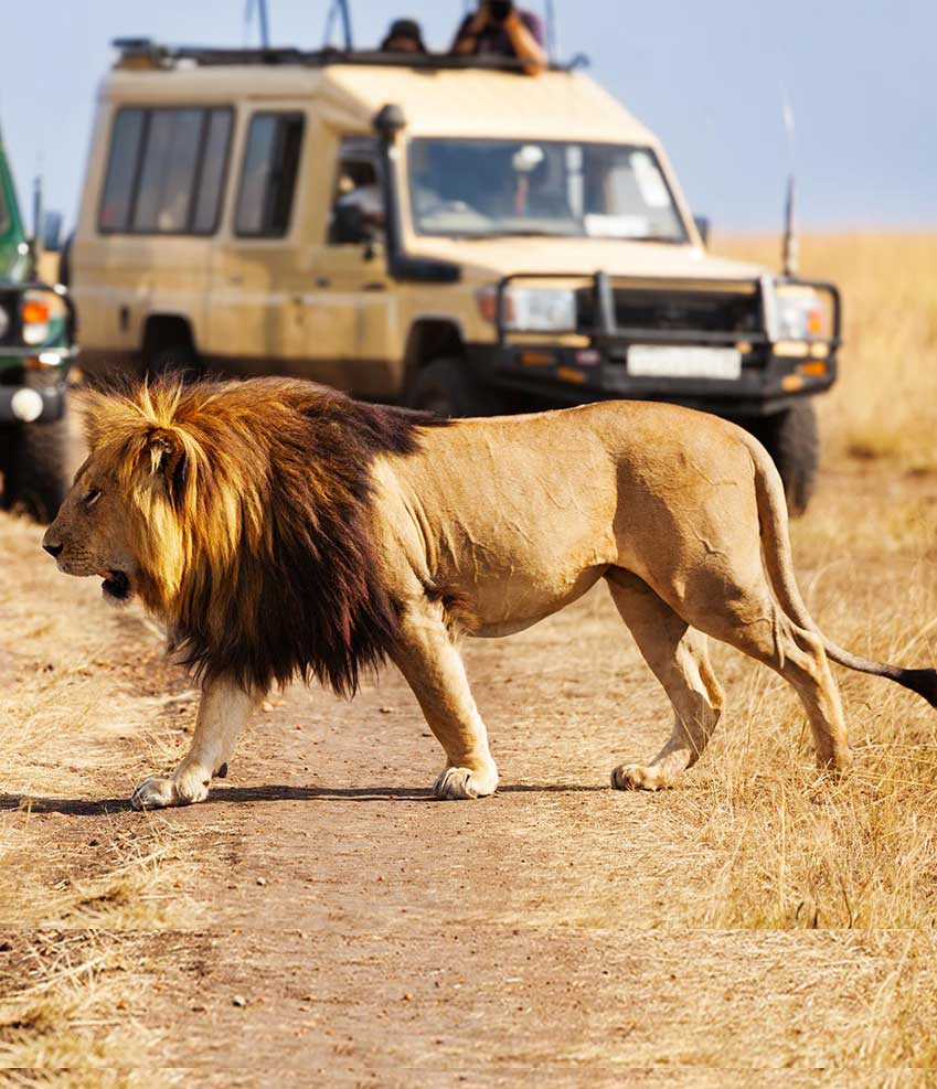 Tanzania Safari Tour Packages